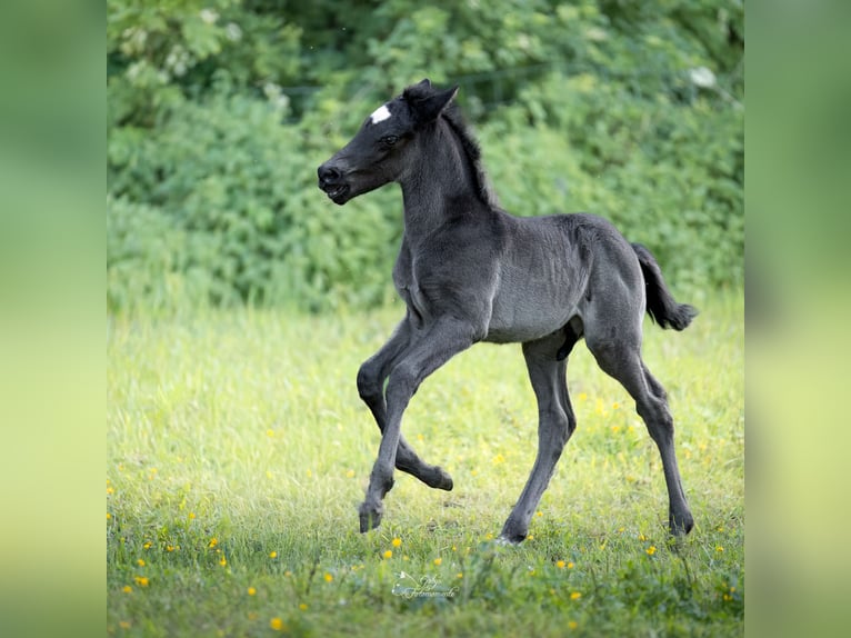 Deutsches Reitpony Hengst Fohlen (04/2026) 146 cm Rappe in Grevenbroich