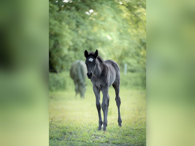 Deutsches Reitpony Hengst Fohlen (04/2026) 146 cm Rappe in Grevenbroich