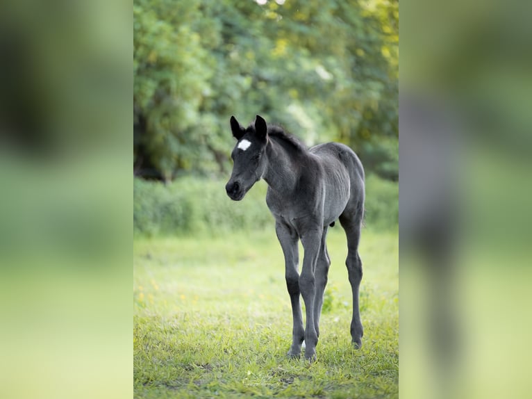 Deutsches Reitpony Hengst Fohlen (04/2026) 146 cm Rappe in Grevenbroich