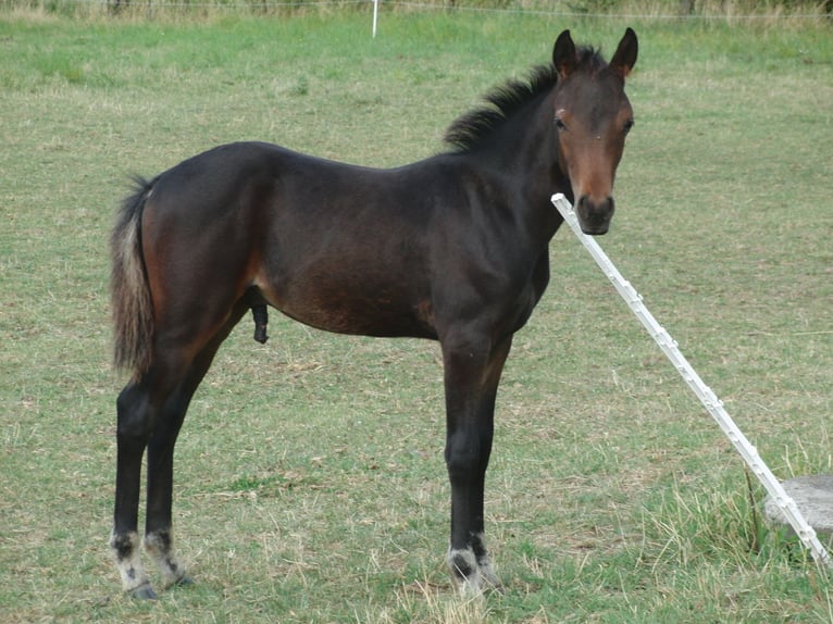Deutsches Reitpony Hengst Fohlen (01/2025) 146 cm Schwarzbrauner in Lollar