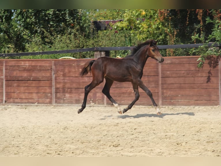 Deutsches Reitpony Hengst Fohlen (05/2025) 147 cm Brauner in Rees