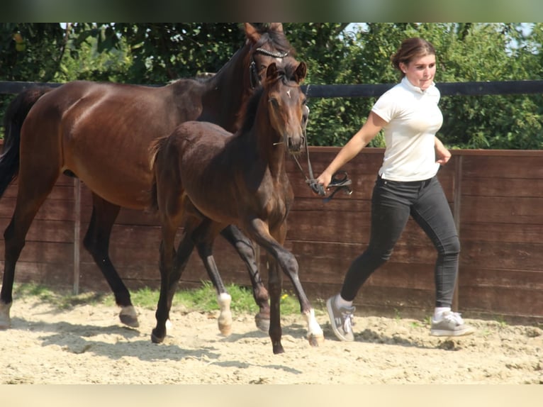 Deutsches Reitpony Hengst Fohlen (05/2025) 147 cm Brauner in Rees