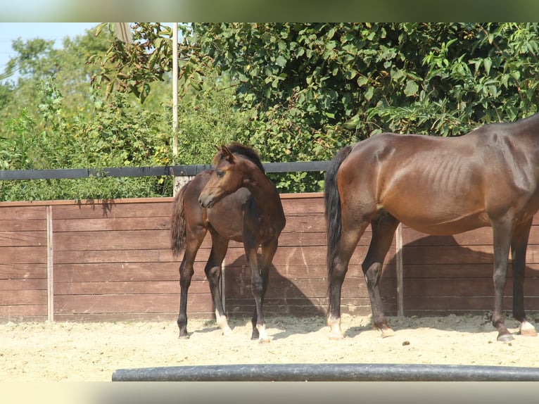 Deutsches Reitpony Hengst Fohlen (05/2025) 147 cm Brauner in Rees