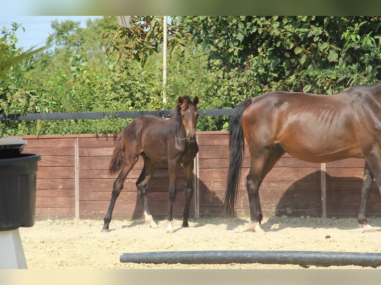 Deutsches Reitpony Hengst Fohlen (05/2025) 147 cm Brauner in Rees