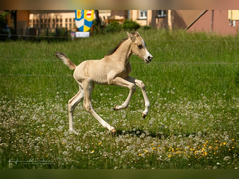 Deutsches Reitpony Hengst Fohlen (04/2025) 147 cm Buckskin in Trebur
