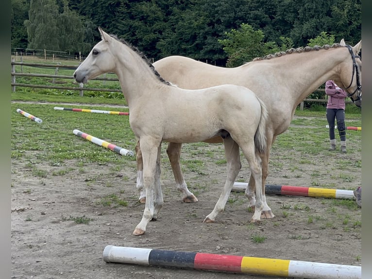 Deutsches Reitpony Hengst Fohlen (04/2025) 147 cm Buckskin in Trebur