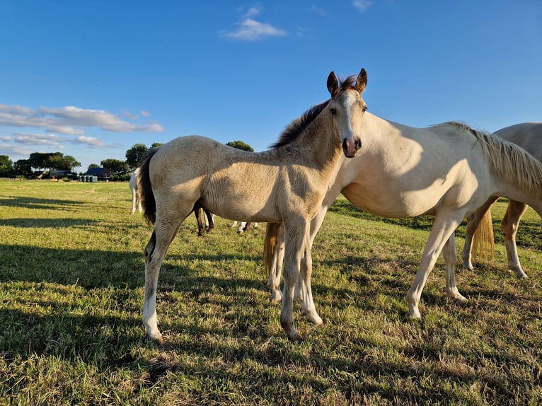 Deutsches Reitpony Hengst Fohlen (05/2026) 147 cm Buckskin in Strijen