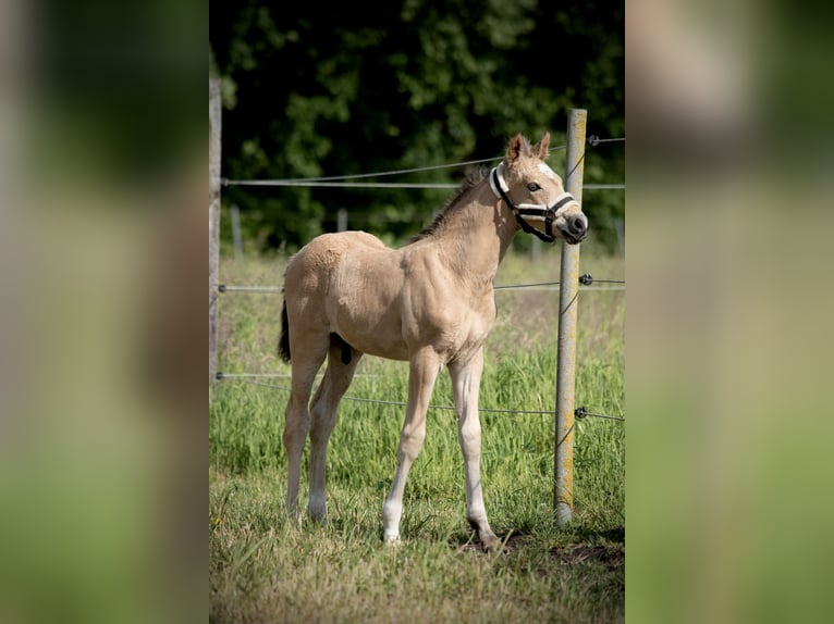 Deutsches Reitpony Hengst  147 cm Buckskin in Wagenfeld