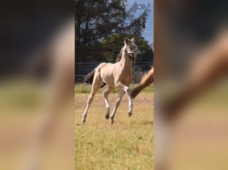 Deutsches Reitpony Hengst  147 cm Buckskin in Wagenfeld
