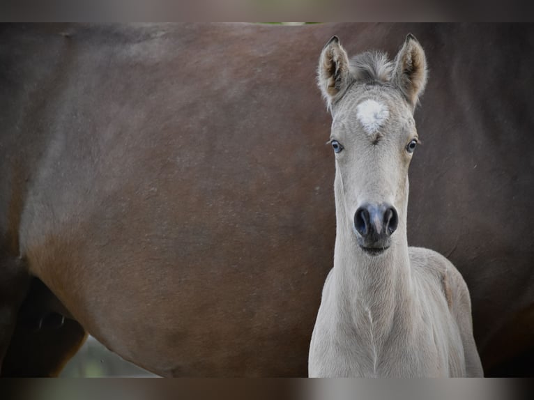 Deutsches Reitpony Hengst  147 cm Buckskin in Wagenfeld
