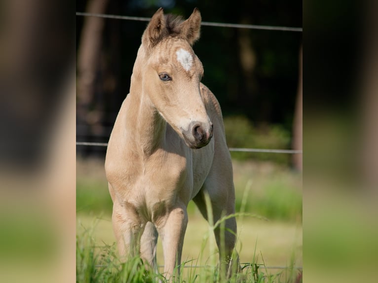 Deutsches Reitpony Hengst  147 cm Buckskin in Wagenfeld