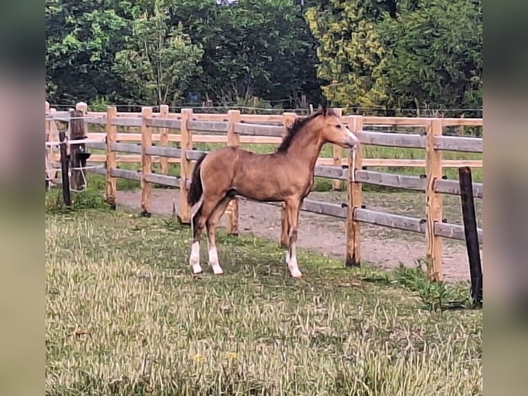 Deutsches Reitpony Hengst Fohlen (04/2026) 147 cm Buckskin in Pelt
