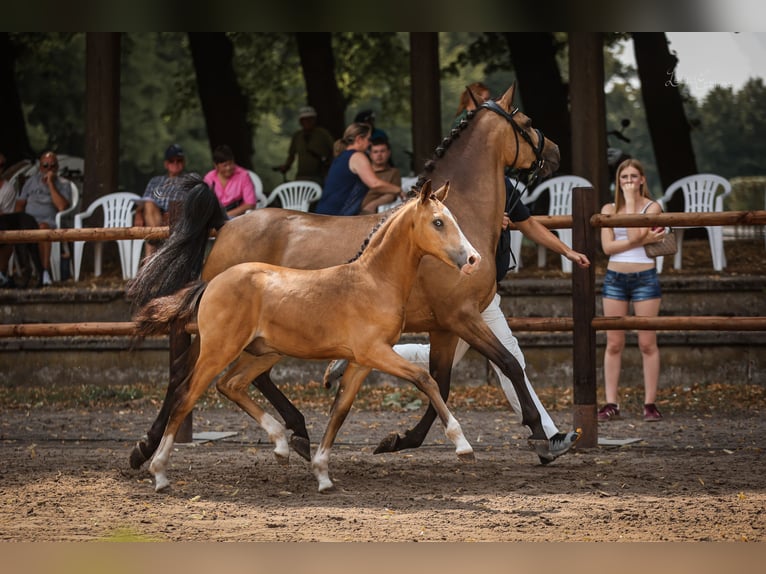 Deutsches Reitpony Hengst Fohlen (04/2026) 147 cm Buckskin in Pelt