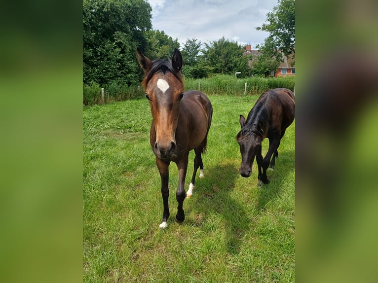 Deutsches Reitpony Mix Hengst Fohlen (05/2025) 147 cm Buckskin in Emmelsb&#xFC;ll-Horsb&#xFC;ll