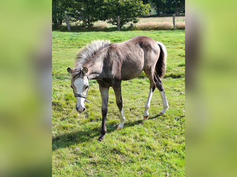 Deutsches Reitpony Mix Hengst Fohlen (05/2025) 147 cm Buckskin in Emmelsb&#xFC;ll-Horsb&#xFC;ll
