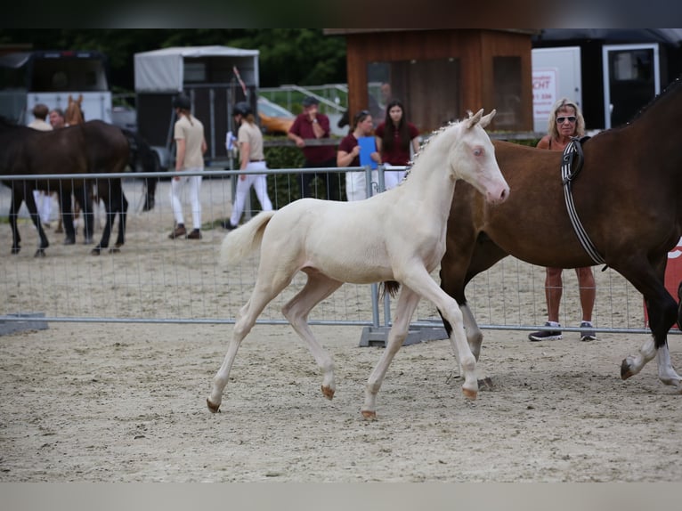 Deutsches Reitpony Hengst Fohlen (04/2025) 147 cm Cremello in Rochlitz