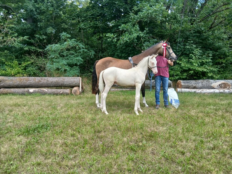 Deutsches Reitpony Hengst Fohlen (04/2025) 147 cm Cremello in Rochlitz