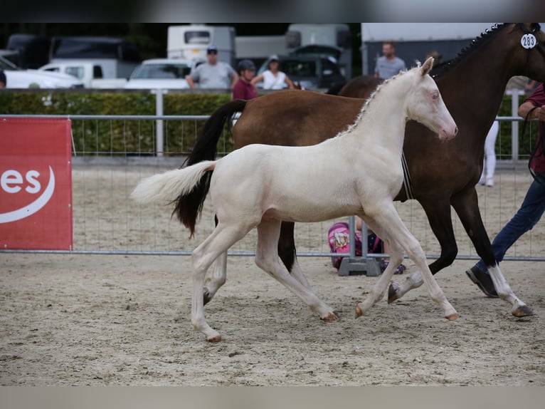 Deutsches Reitpony Hengst Fohlen (04/2025) 147 cm Cremello in Rochlitz