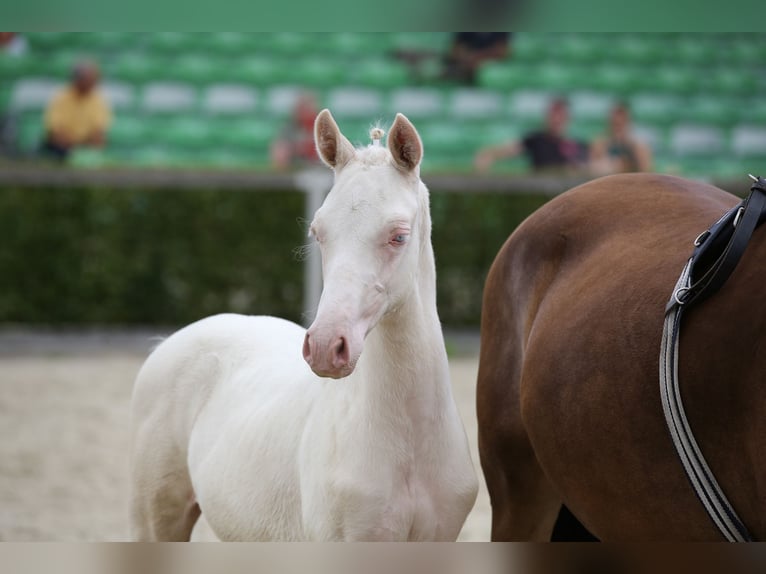 Deutsches Reitpony Hengst Fohlen (04/2025) 147 cm Cremello in Rochlitz