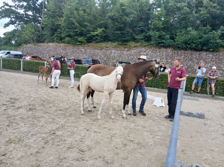 Deutsches Reitpony Hengst Fohlen (04/2025) 147 cm Cremello in Rochlitz