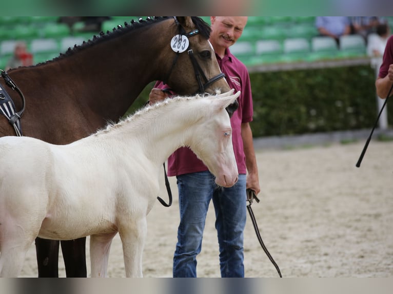 Deutsches Reitpony Hengst Fohlen (04/2025) 147 cm Cremello in Rochlitz