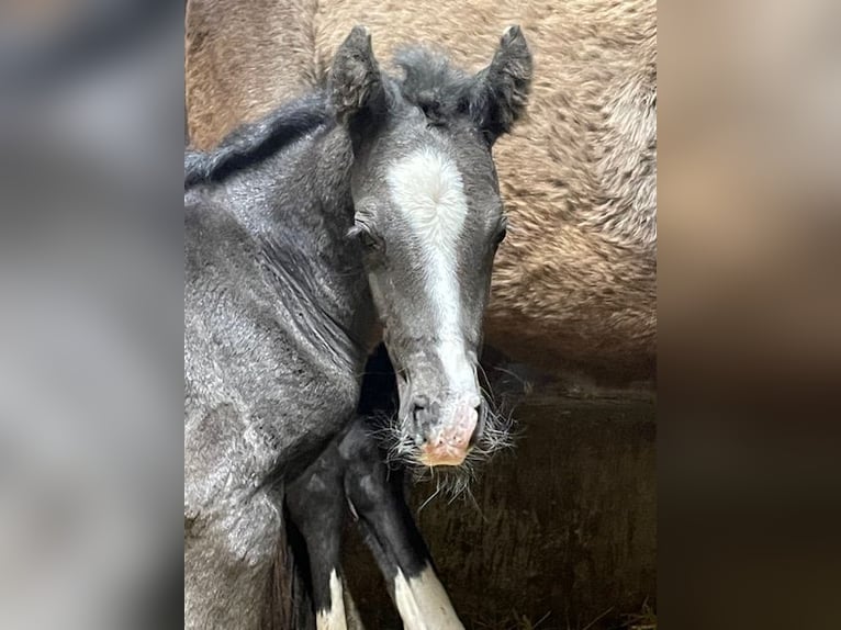 Deutsches Reitpony Hengst  147 cm in Drackenstein