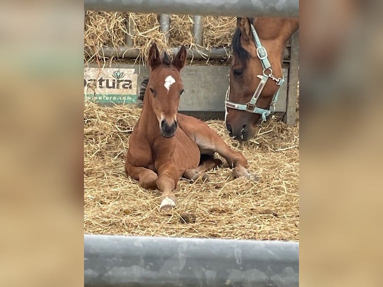 Deutsches Reitpony Hengst  147 cm Dunkelbrauner in Drackenstein