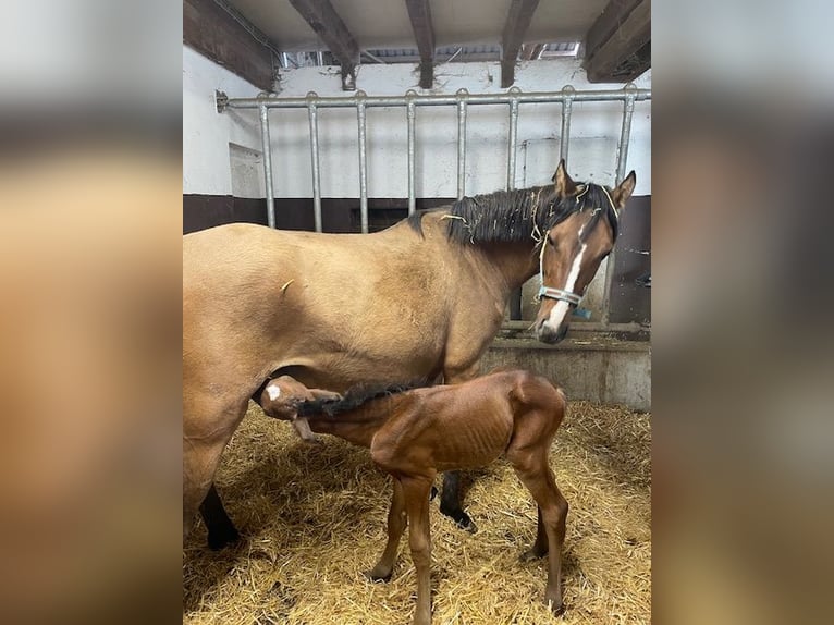 Deutsches Reitpony Hengst  147 cm Dunkelbrauner in Drackenstein