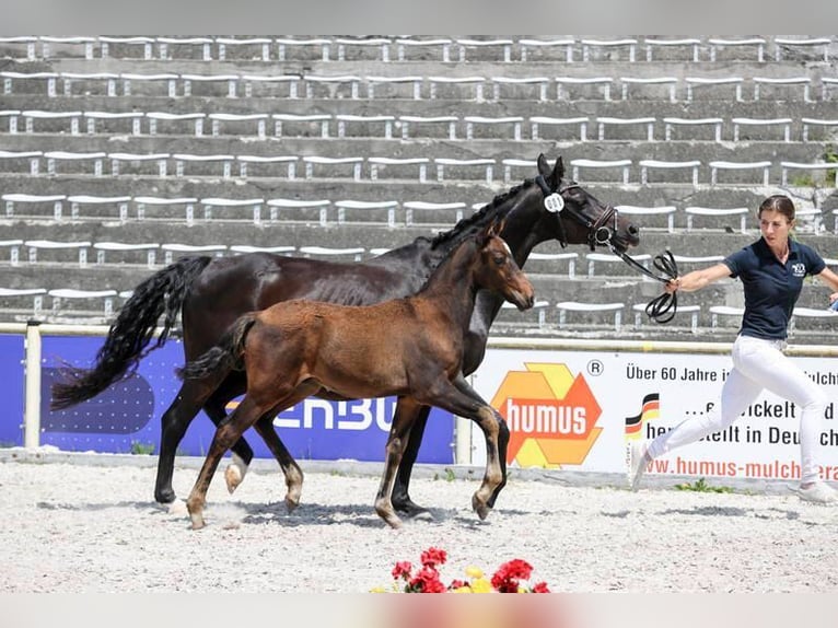 Deutsches Reitpony Hengst  147 cm Dunkelbrauner in Drackenstein
