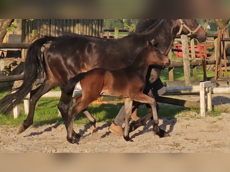 Deutsches Reitpony Hengst Fohlen (04/2024) 147 cm Dunkelbrauner in Osterbruch