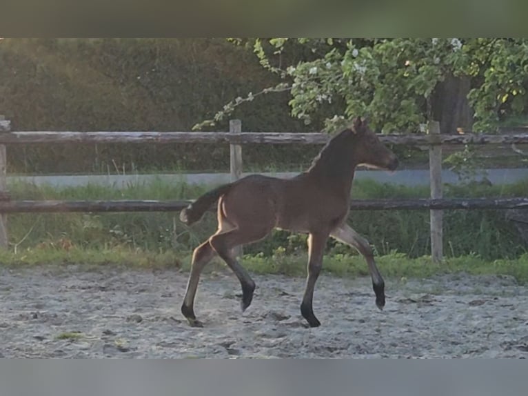 Deutsches Reitpony Hengst Fohlen (04/2024) 147 cm Dunkelbrauner in Osterbruch