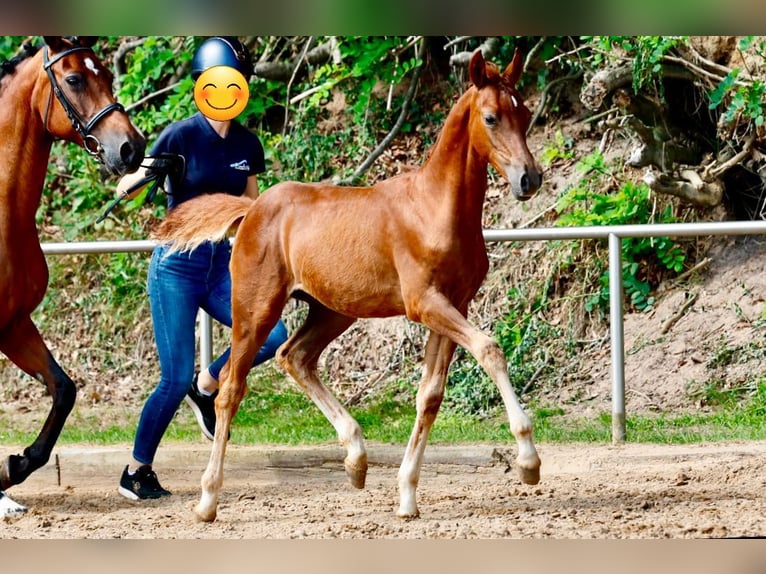 Deutsches Reitpony Hengst Fohlen (04/2025) 147 cm Dunkelfuchs in L&#xFC;bbecke
