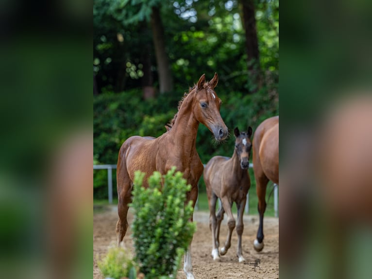 Deutsches Reitpony Hengst Fohlen (04/2025) 147 cm Dunkelfuchs in L&#xFC;bbecke
