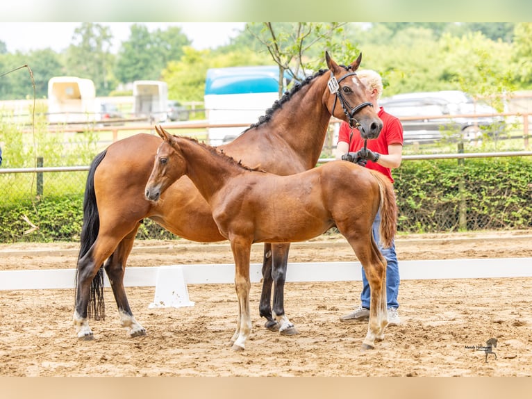 Deutsches Reitpony Hengst Fohlen (04/2025) 147 cm Dunkelfuchs in L&#xFC;bbecke