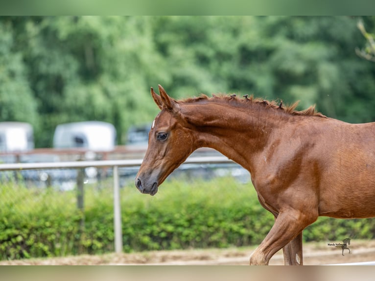 Deutsches Reitpony Hengst Fohlen (04/2025) 147 cm Dunkelfuchs in L&#xFC;bbecke