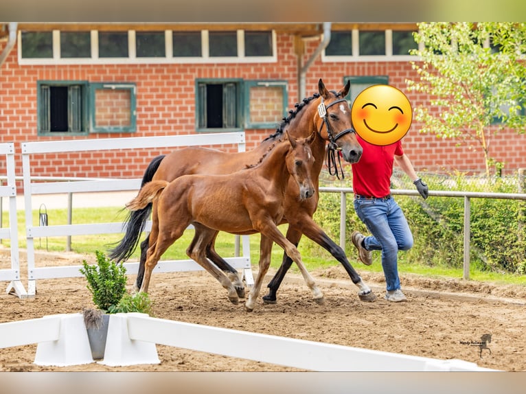 Deutsches Reitpony Hengst Fohlen (04/2025) 147 cm Dunkelfuchs in L&#xFC;bbecke