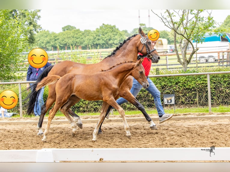 Deutsches Reitpony Hengst Fohlen (04/2025) 147 cm Dunkelfuchs in L&#xFC;bbecke