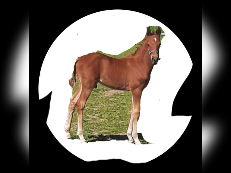 Deutsches Reitpony Hengst Fohlen (04/2025) 147 cm Dunkelfuchs in L&#xFC;bbecke