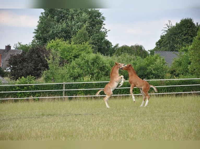 Deutsches Reitpony Hengst  147 cm Dunkelfuchs in Beverungen