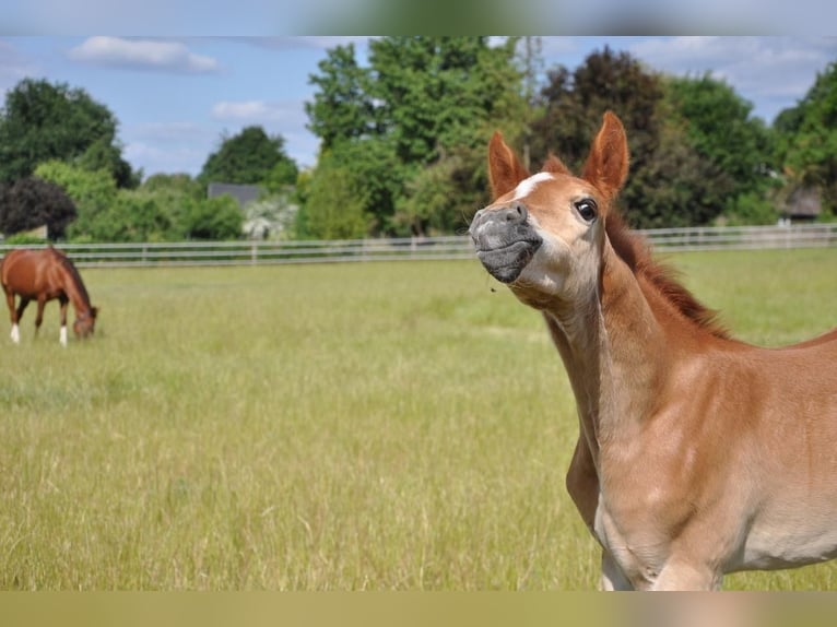 Deutsches Reitpony Hengst  147 cm Dunkelfuchs in Beverungen