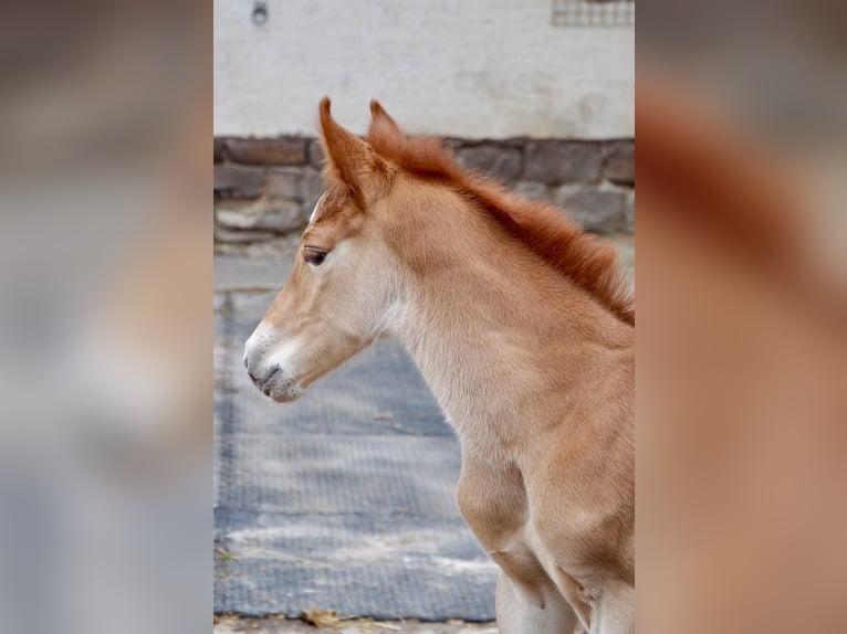 Deutsches Reitpony Hengst  147 cm Dunkelfuchs in Beverungen