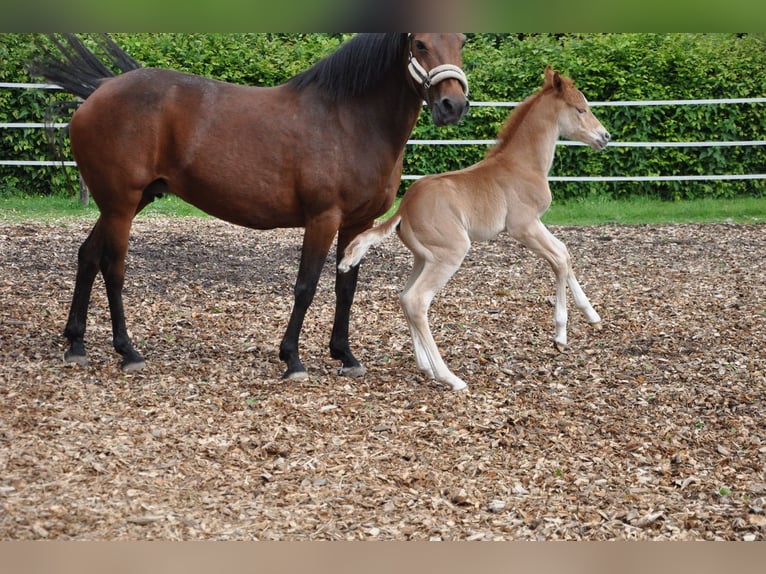 Deutsches Reitpony Hengst  147 cm Dunkelfuchs in Beverungen