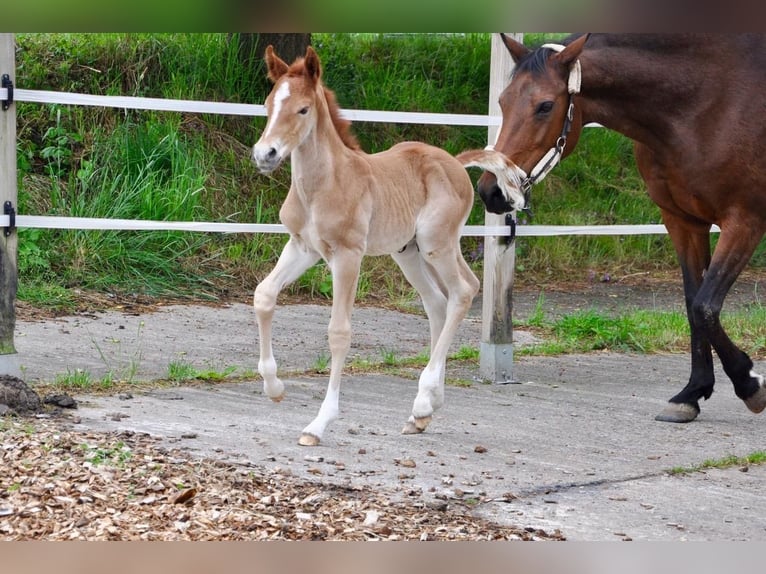 Deutsches Reitpony Hengst  147 cm Dunkelfuchs in Beverungen