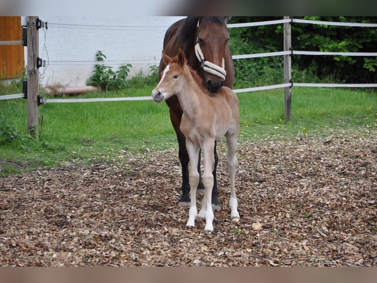 Deutsches Reitpony Hengst  147 cm Dunkelfuchs in Beverungen