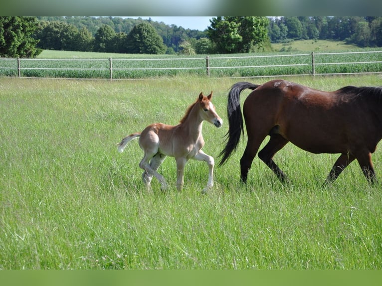 Deutsches Reitpony Hengst  147 cm Dunkelfuchs in Beverungen