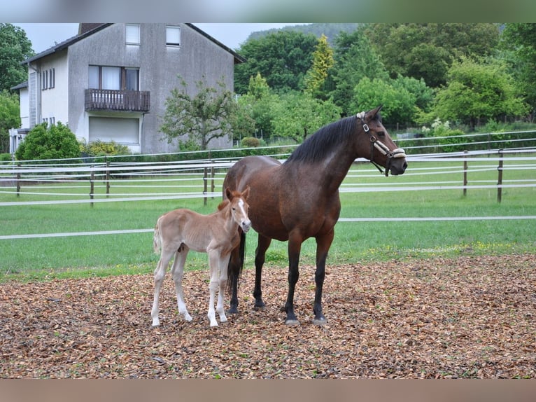 Deutsches Reitpony Hengst  147 cm Dunkelfuchs in Beverungen