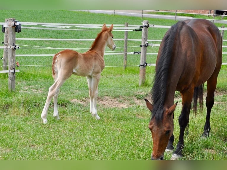 Deutsches Reitpony Hengst  147 cm Dunkelfuchs in Beverungen