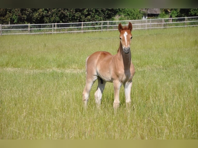 Deutsches Reitpony Hengst  147 cm Dunkelfuchs in Beverungen