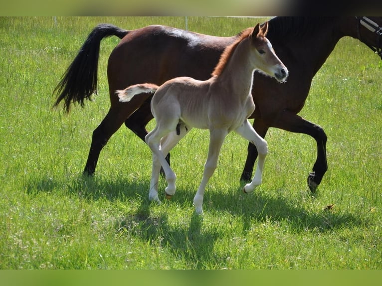 Deutsches Reitpony Hengst  147 cm Dunkelfuchs in Beverungen