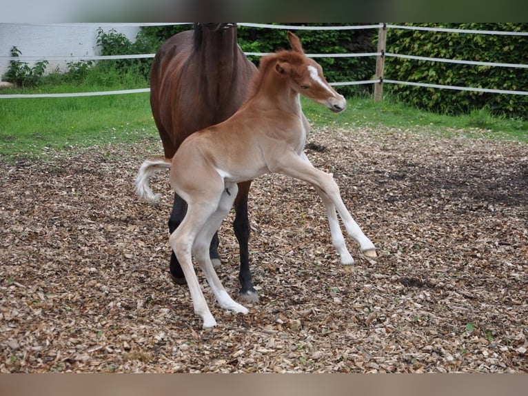 Deutsches Reitpony Hengst  147 cm Dunkelfuchs in Beverungen